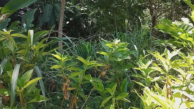Черноухая колибри-фея - ML526153931
