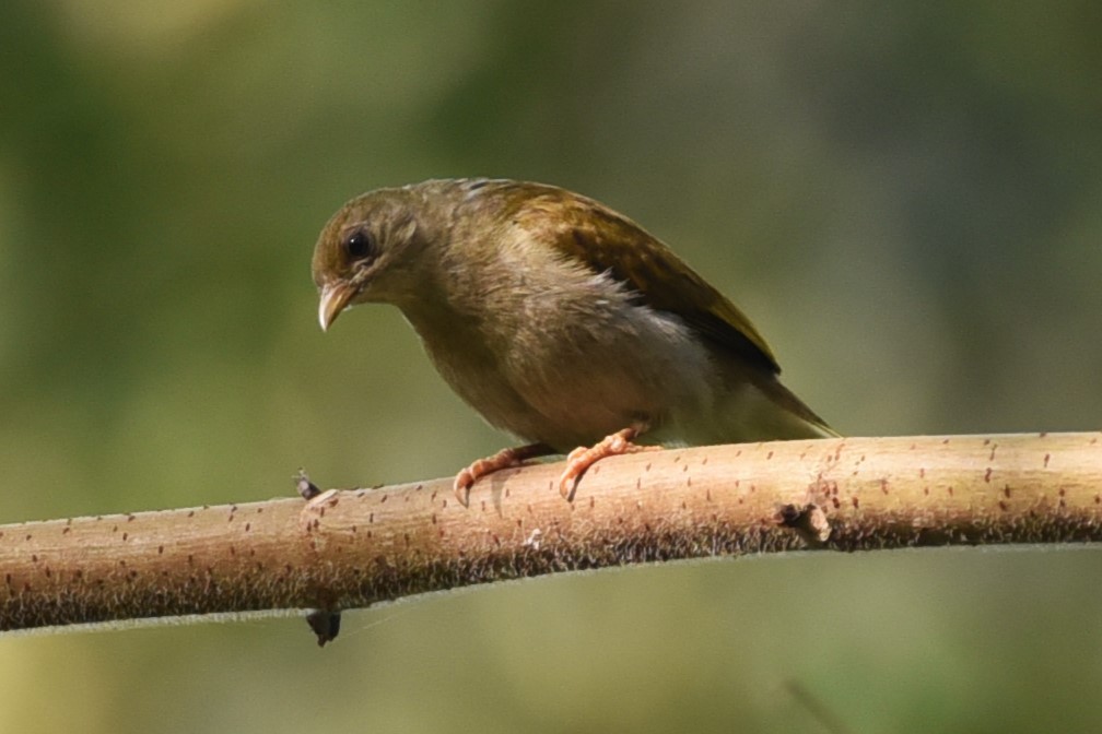 Yellow-footed Honeyguide - Bruce Mast