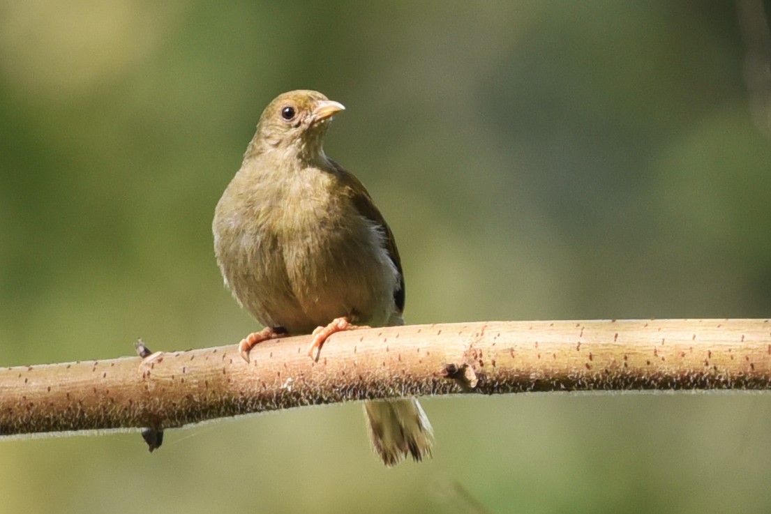 Yellow-footed Honeyguide - ML526158641