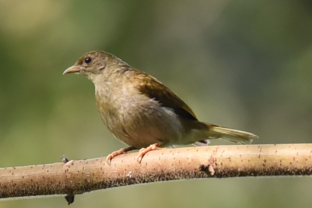 Yellow-footed Honeyguide - ML526158661