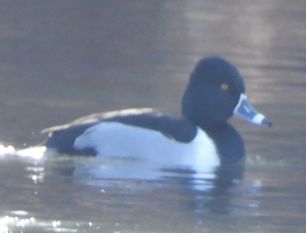 Ring-necked Duck - ML526160151