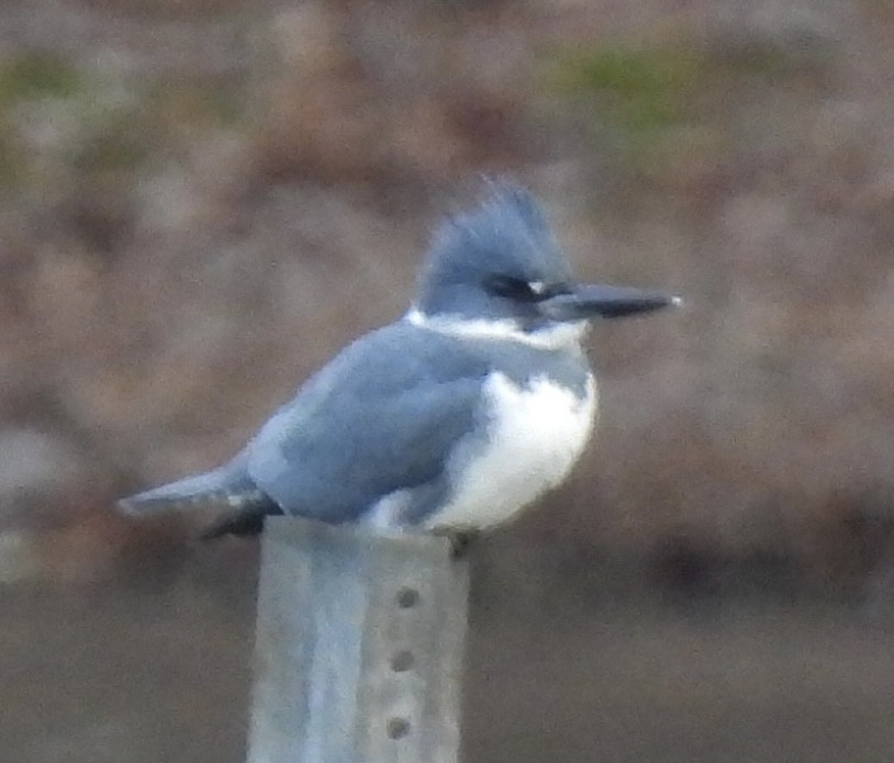 Belted Kingfisher - ML526160361