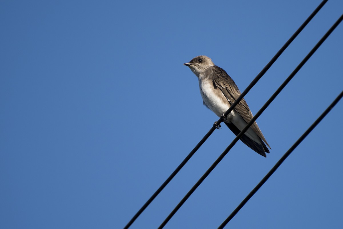 Brown-chested Martin - ML52616131