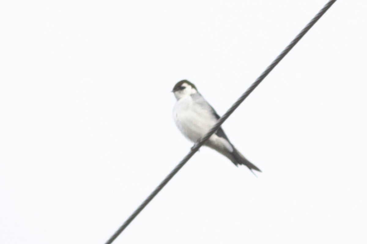 Violet-green Swallow - ML52616191