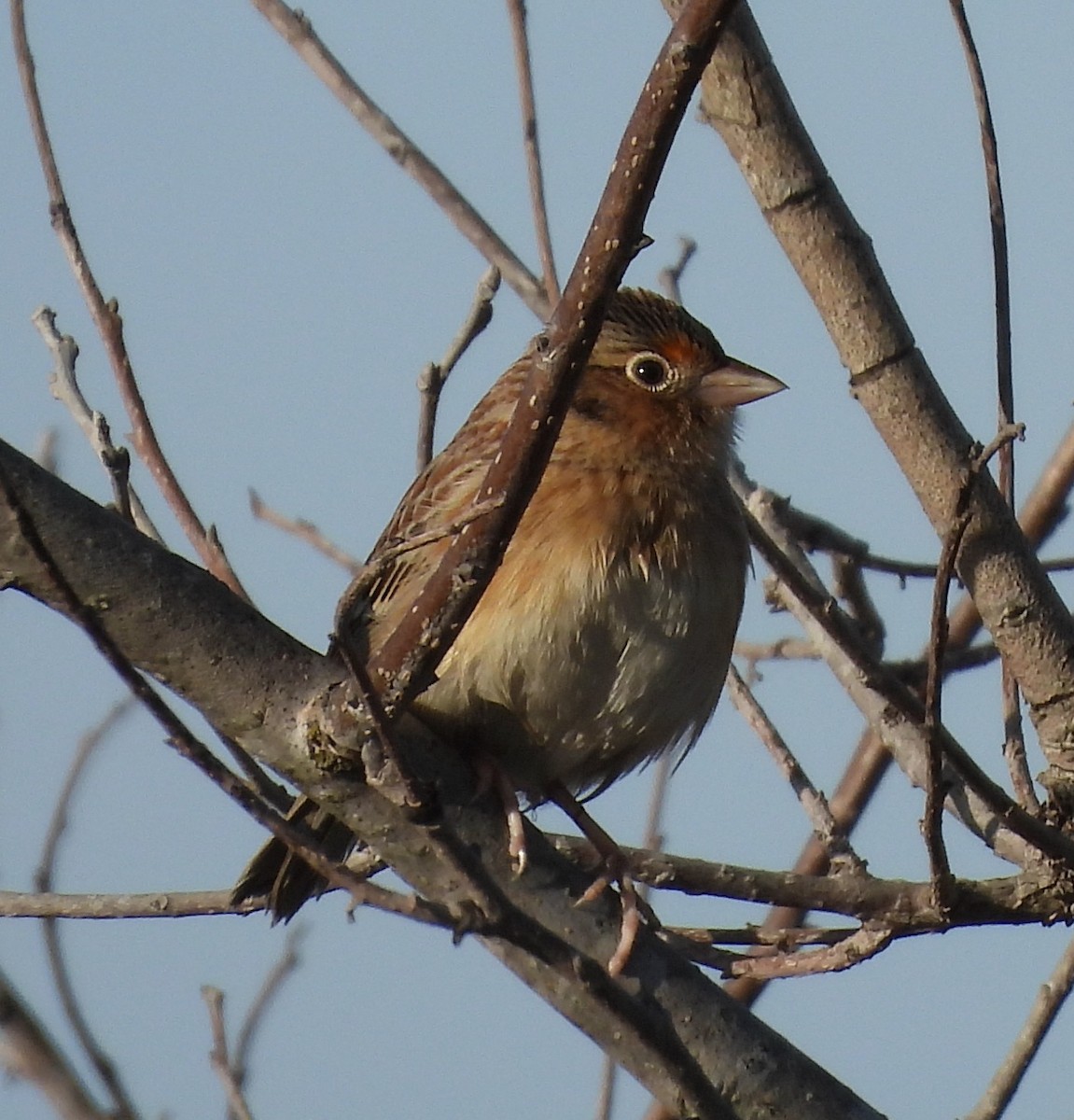 eBird Checklist 19 Jan 2023 John Paul Landing ParkEnvironmental