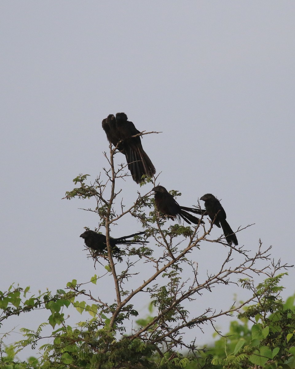 Smooth-billed/Groove-billed Ani - ML526163501