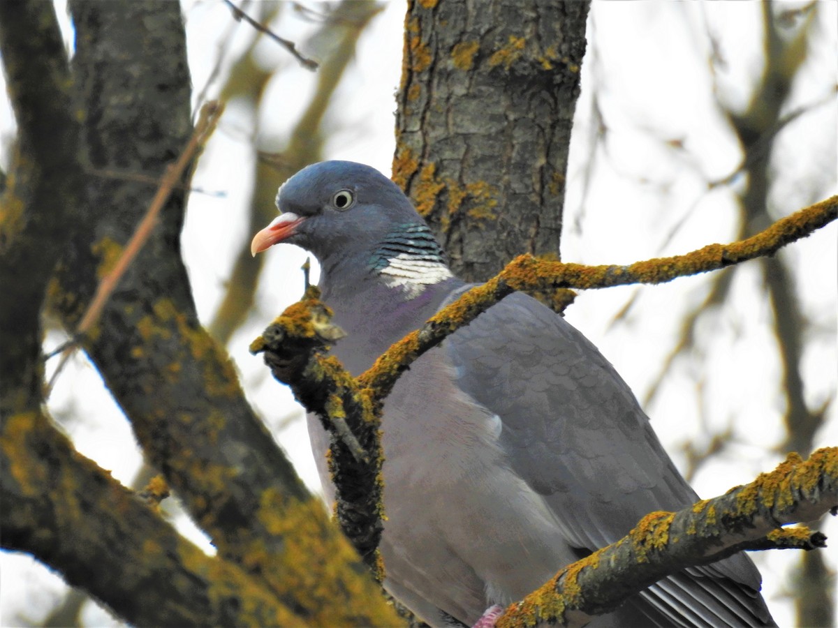 Common Wood-Pigeon - ML526170741