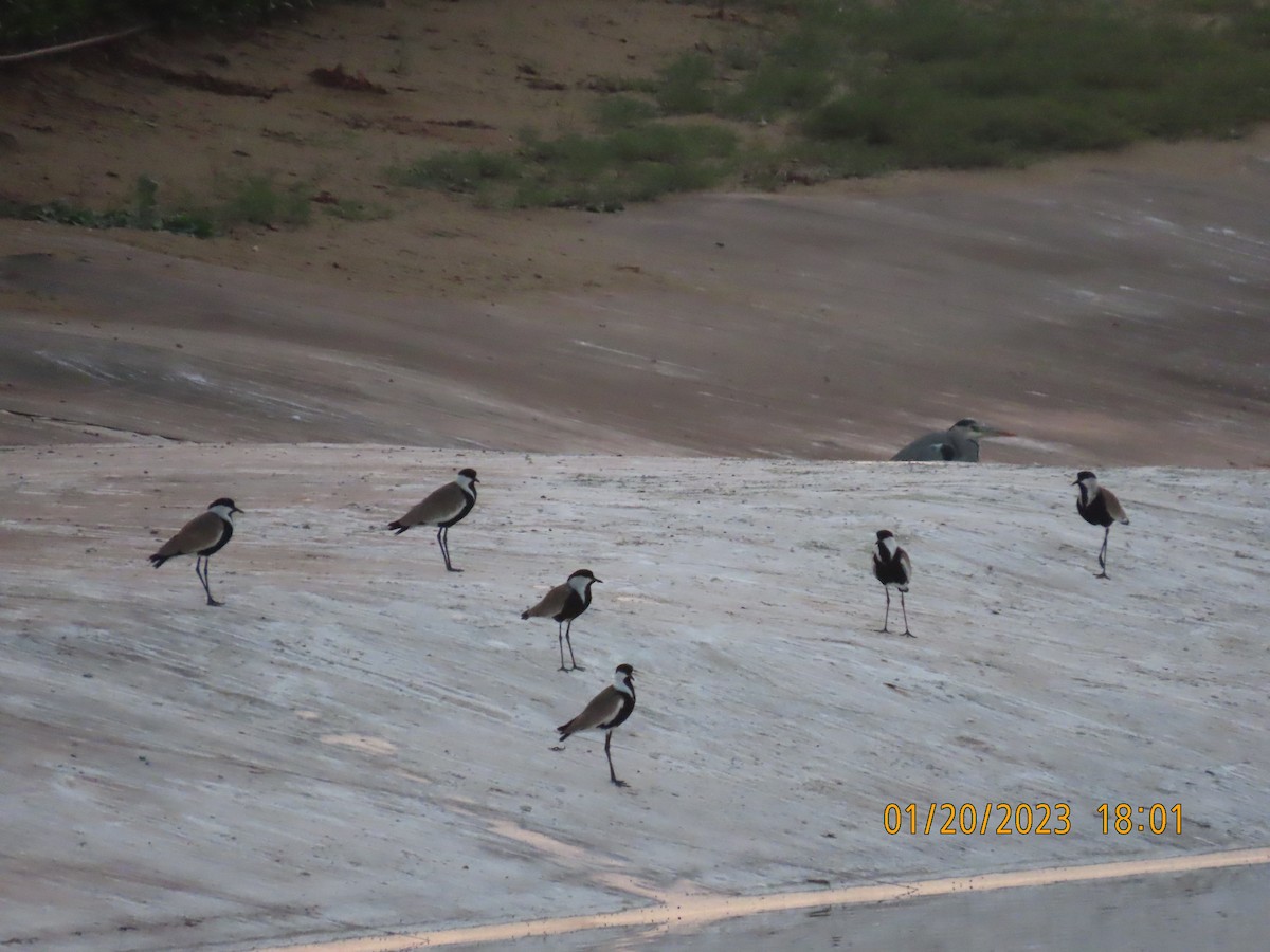 Spur-winged Lapwing - ML526172611