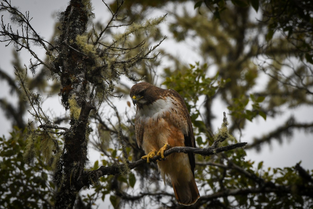 Red-tailed Hawk (costaricensis) - ML526175341