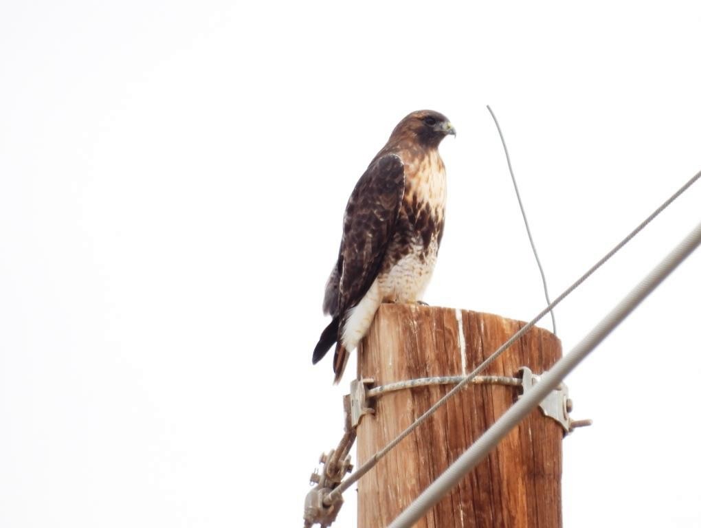 Red-tailed Hawk - ML526175941