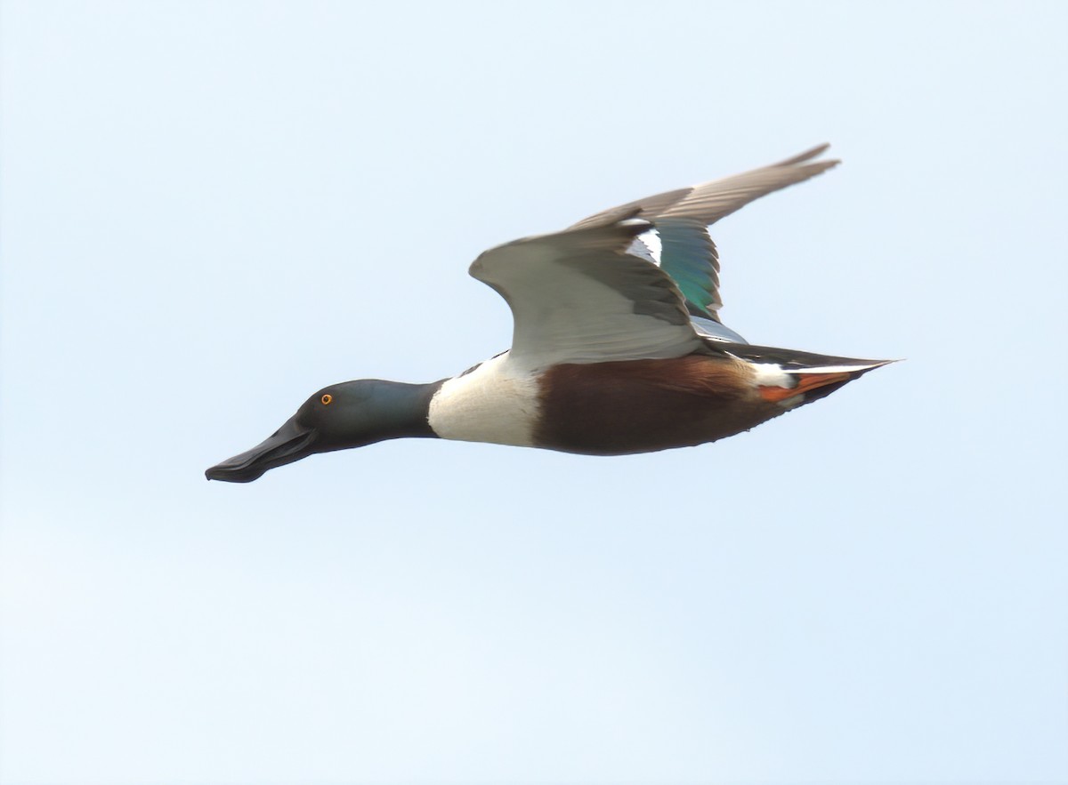 eBird Checklist 22 May 2022 BaieduFebvre (station d'épuration