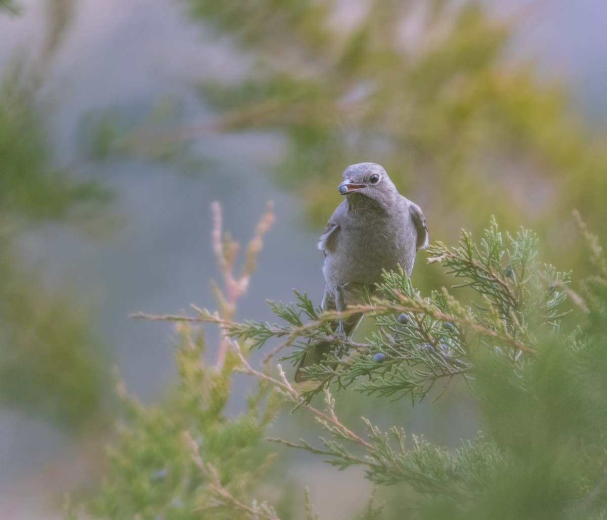 Townsend's Solitaire - ML526176231