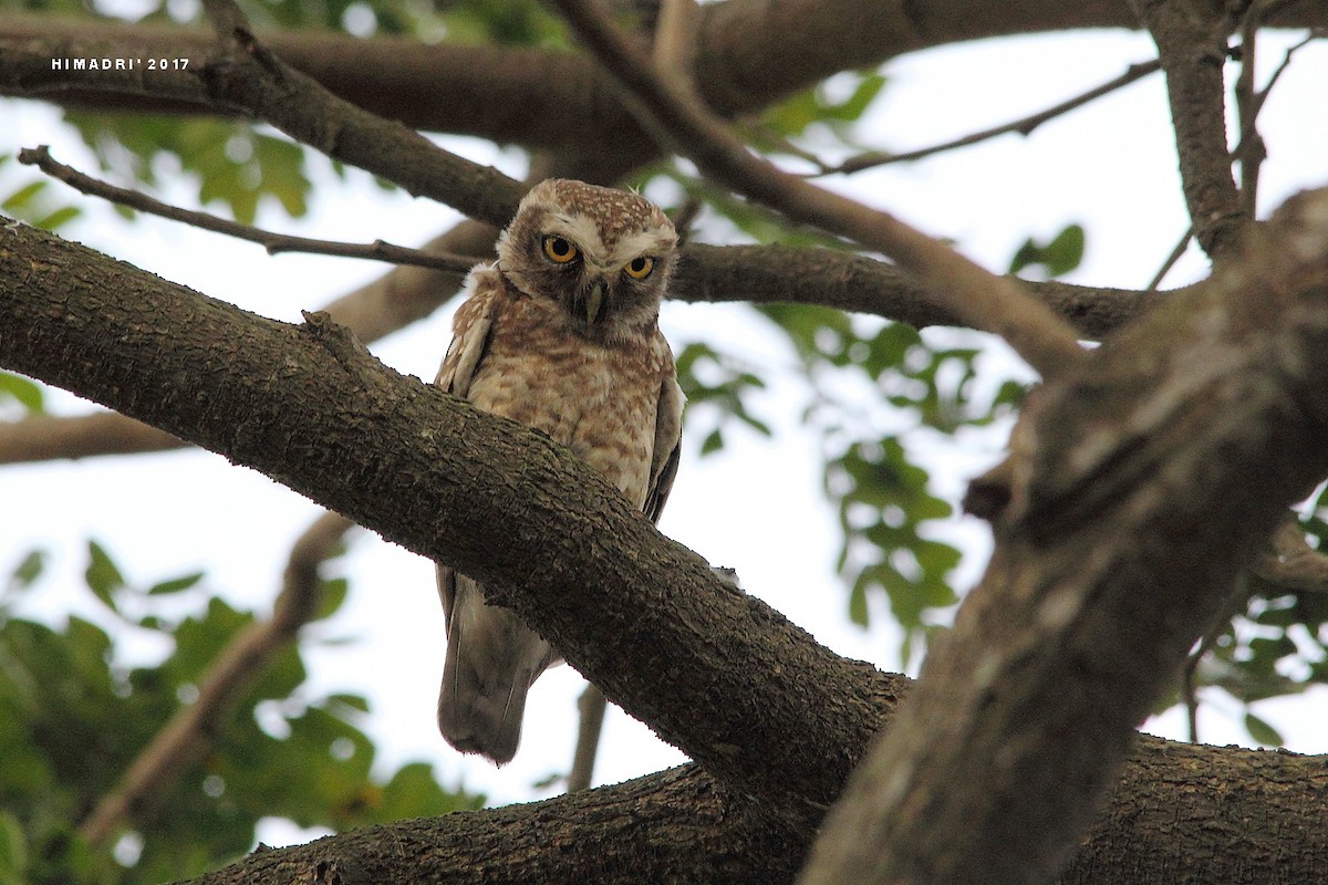 Spotted Owlet - ML52617711