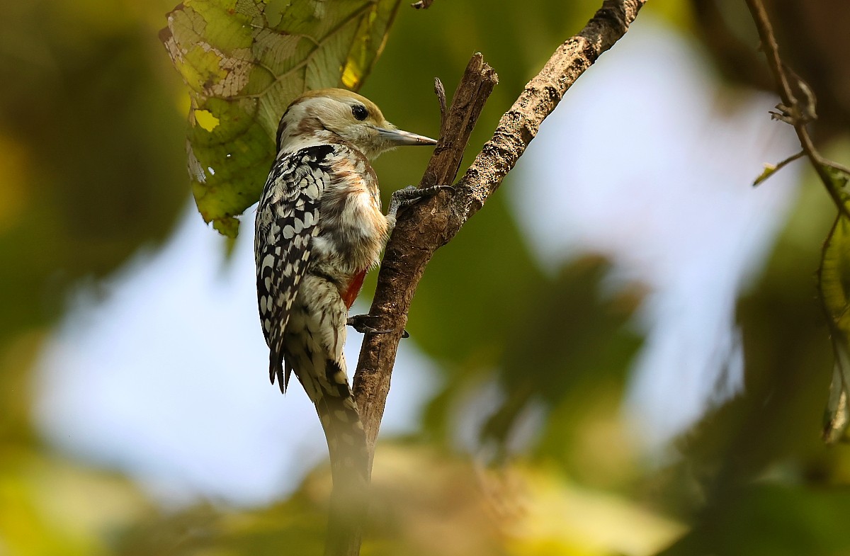 Yellow-crowned Woodpecker - ML526181581