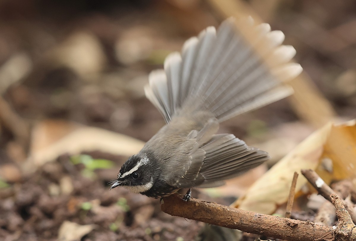 Spot-breasted Fantail - ML526181711