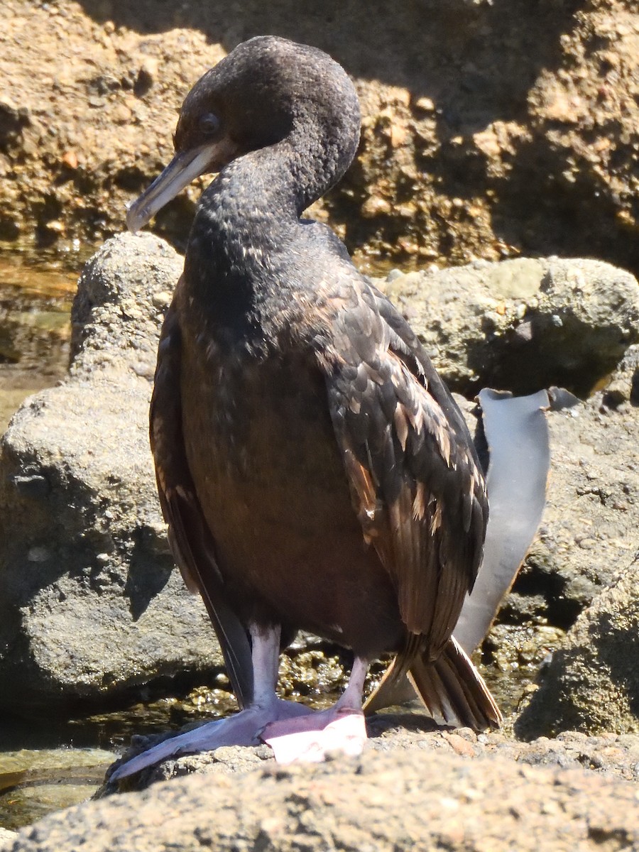 Spotted Shag - Colin Fisher