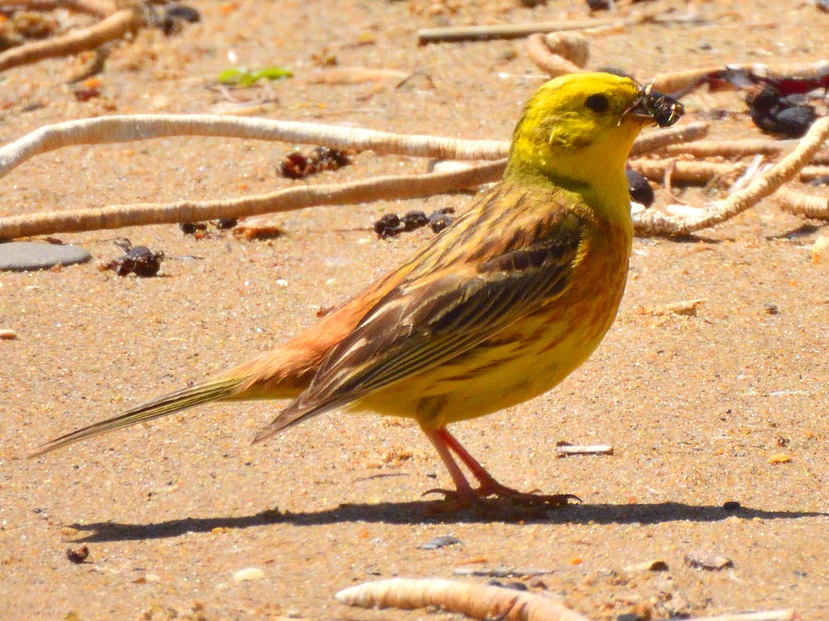 Yellowhammer - Colin Fisher