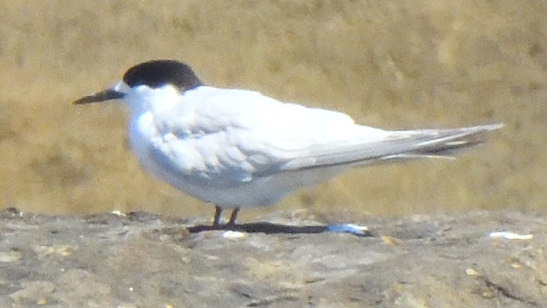 White-fronted Tern - Colin Fisher