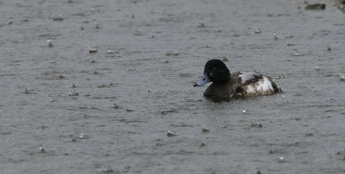 Greater Scaup - ML526183301