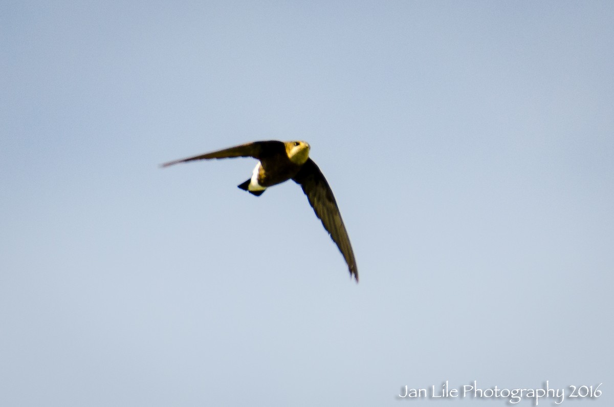 White-throated Needletail - Jan Lile