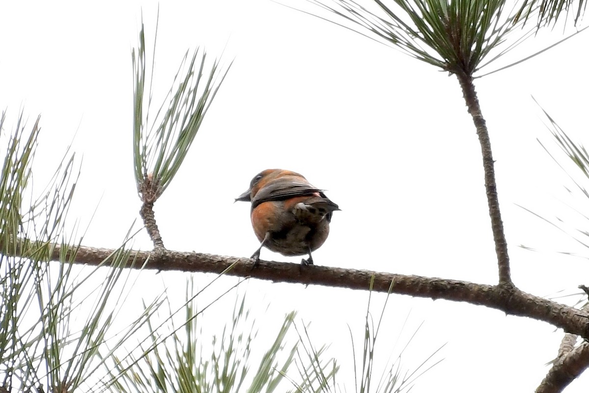 Red Crossbill (Northeastern or type 12) - ML526185561