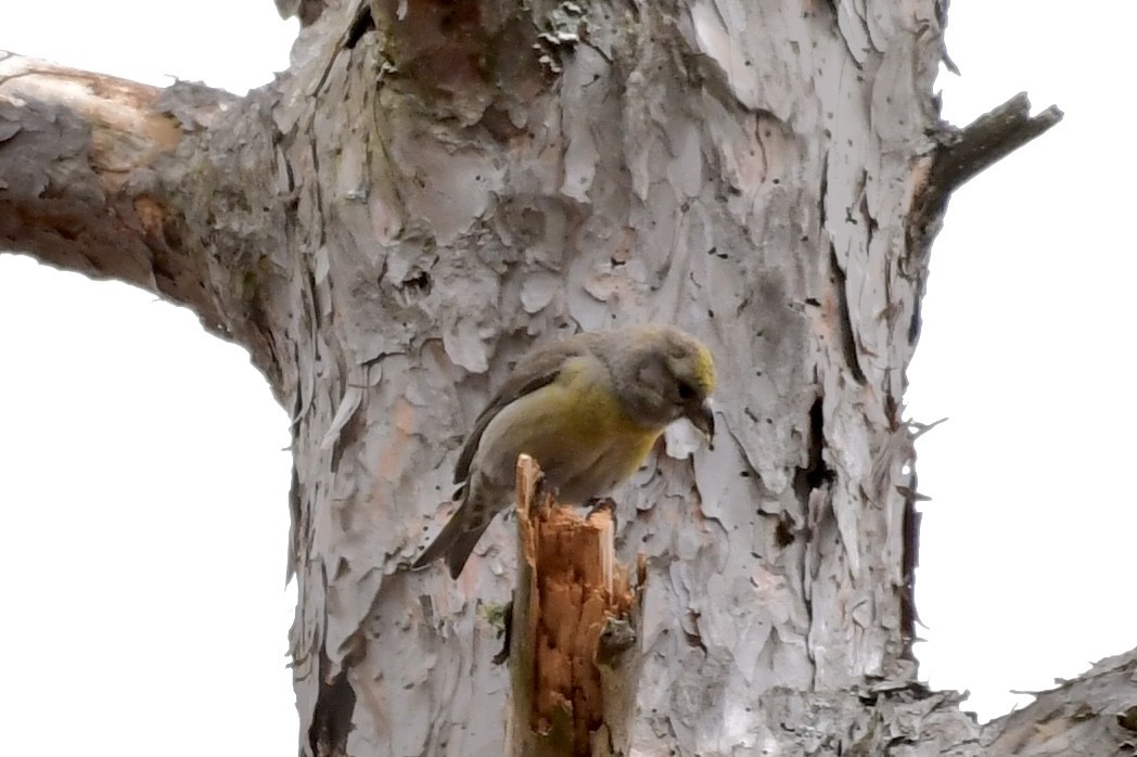 Red Crossbill (Northeastern or type 12) - ML526185581