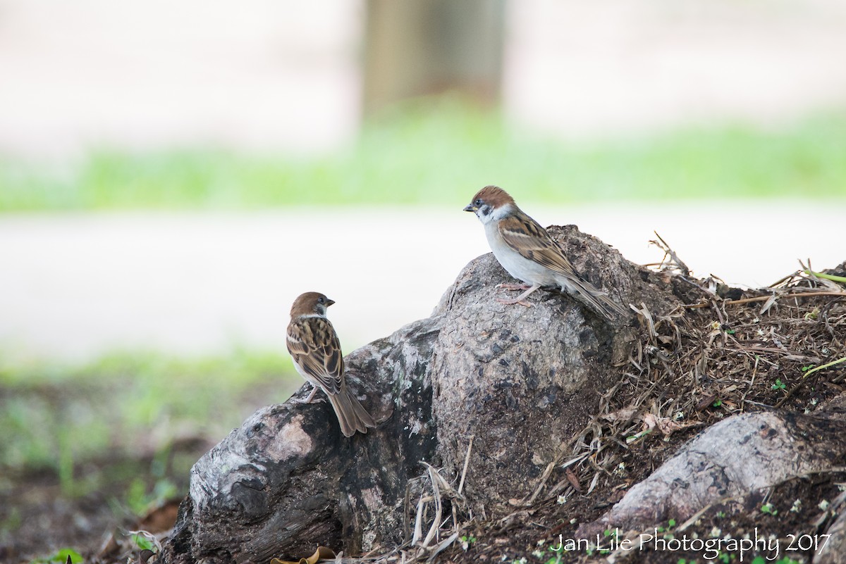 Eurasian Tree Sparrow - Jan Lile