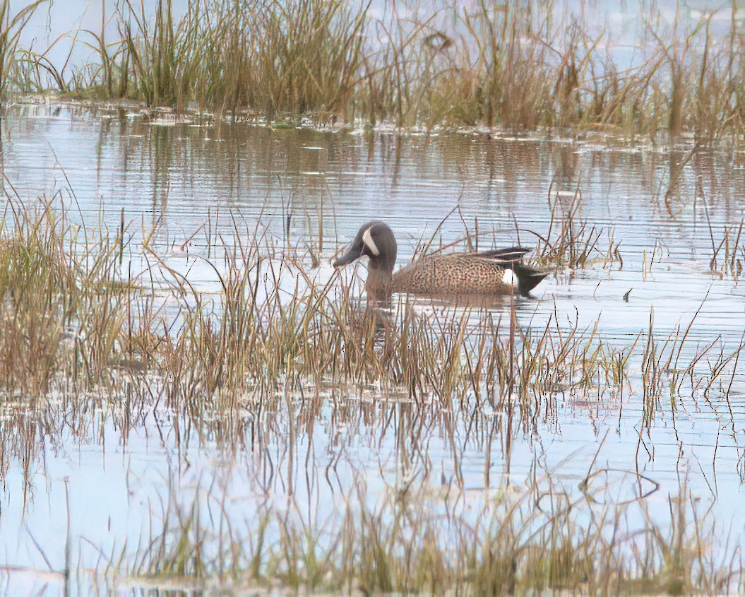 eBird Checklist - 22 May 2022 - RNF du Cap-Tourmente--secteur La Grande ...