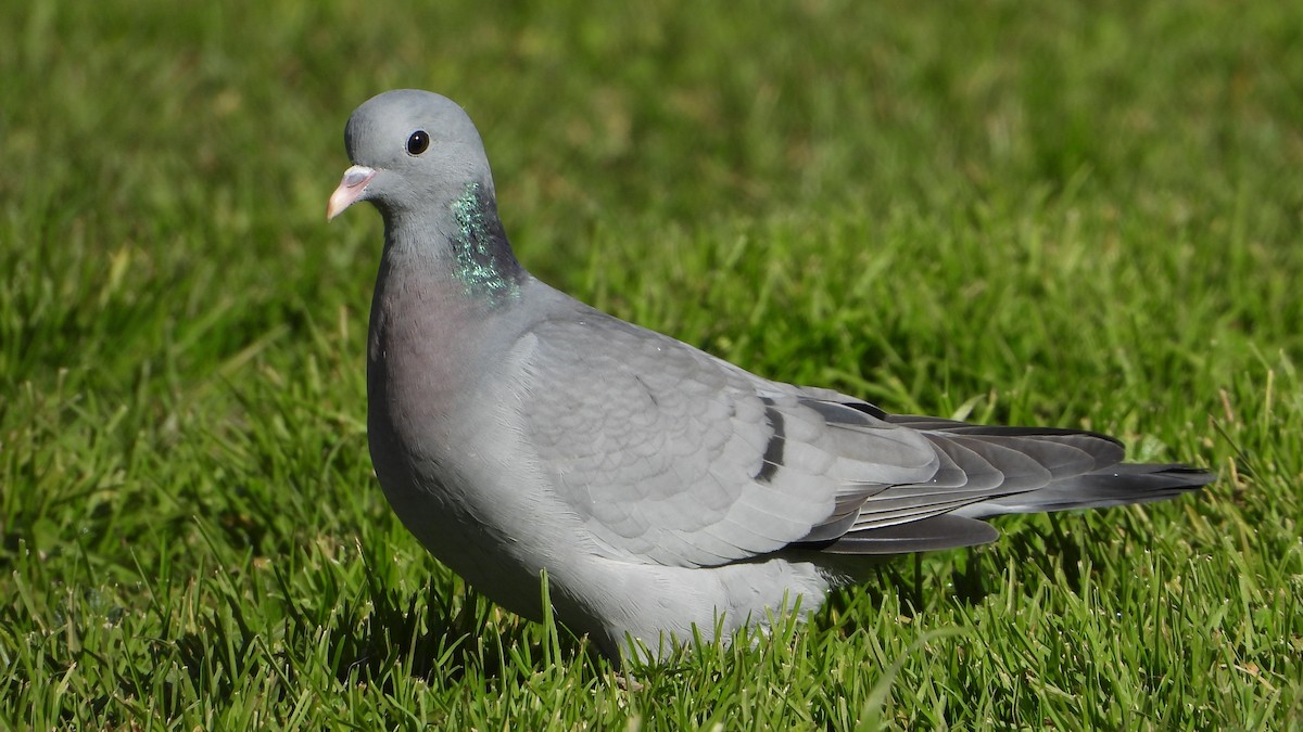 Pigeon colombin - ML526192401
