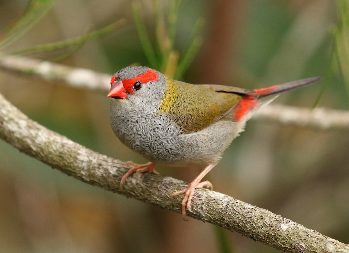 Red-browed Firetail - ML52619511