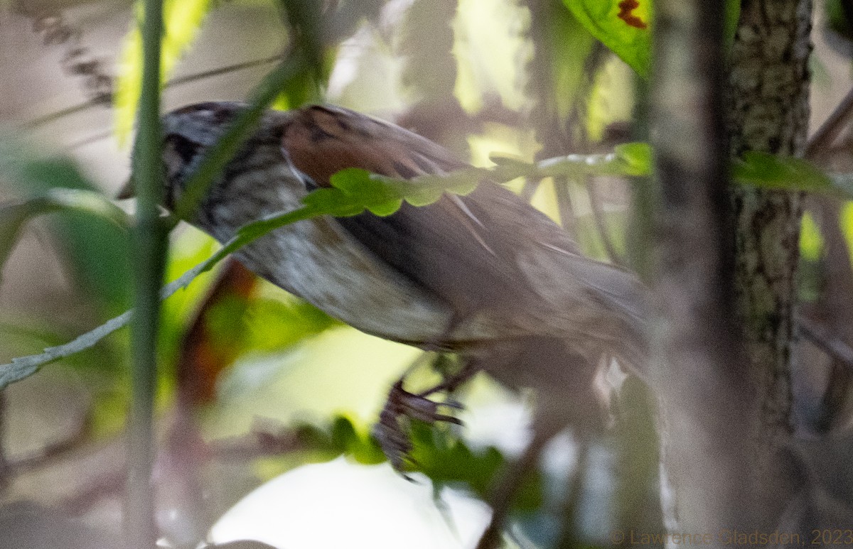 Swamp Sparrow - Lawrence Gladsden