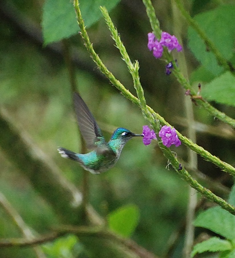 Violet-headed Hummingbird - Neil Wingert