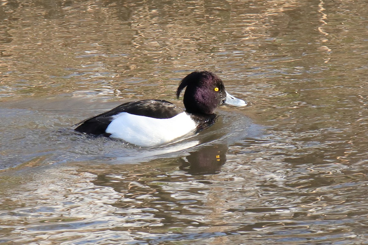 Tufted Duck - ML526212431