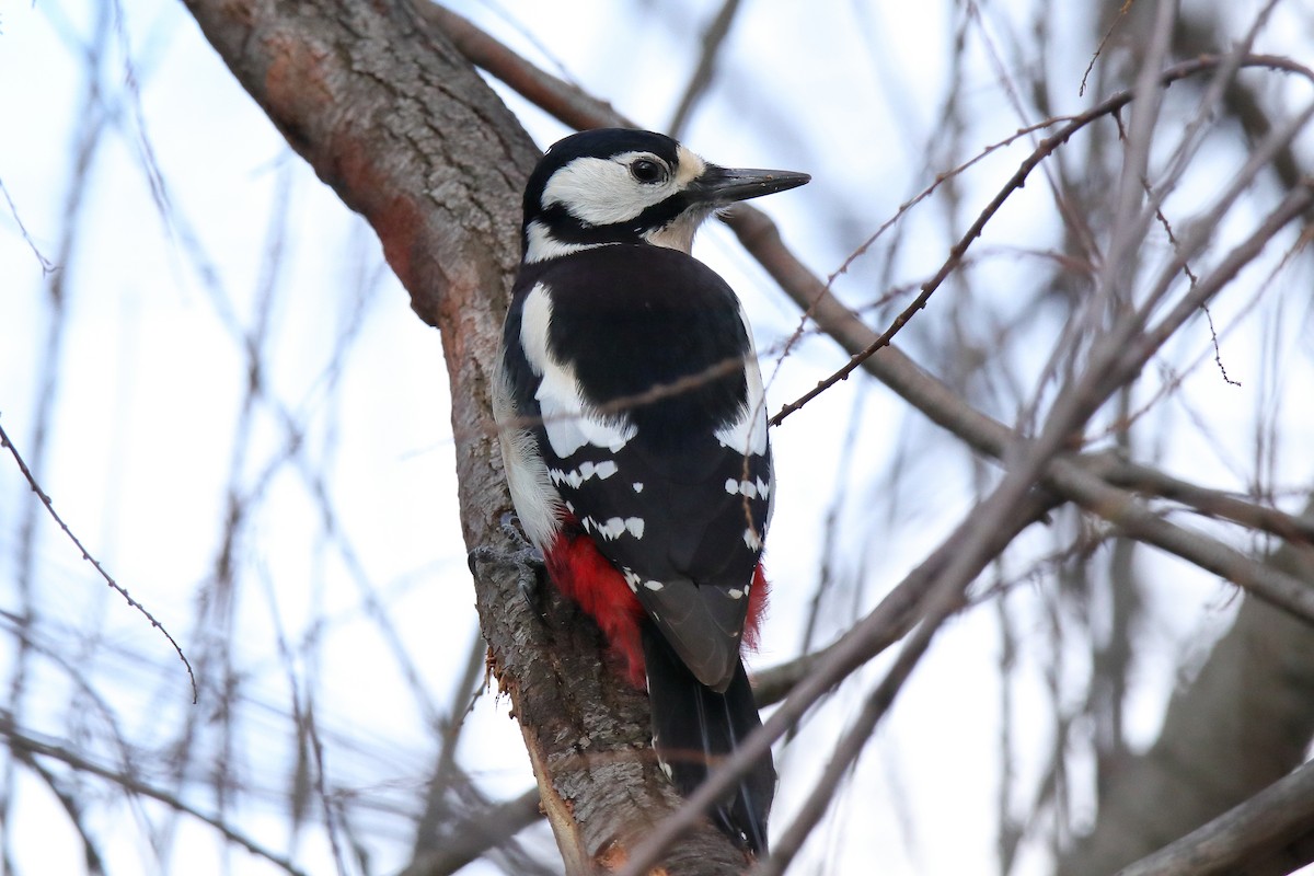Great Spotted Woodpecker - ML526212501