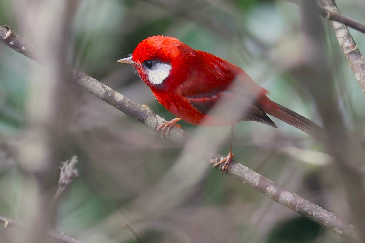 Red Warbler (White-cheeked) - Brendan  Fogarty