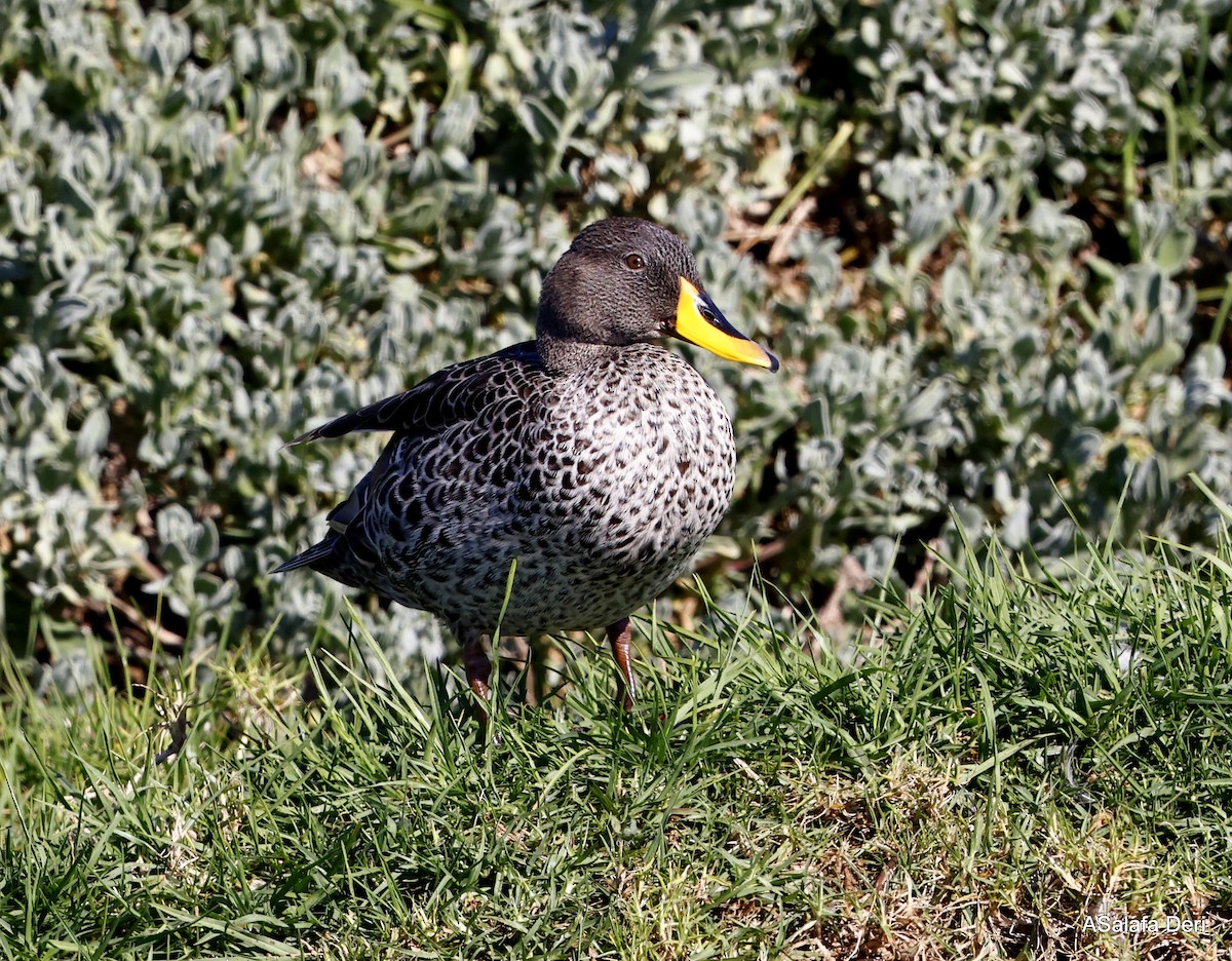Yellow-billed Duck - ML526215091