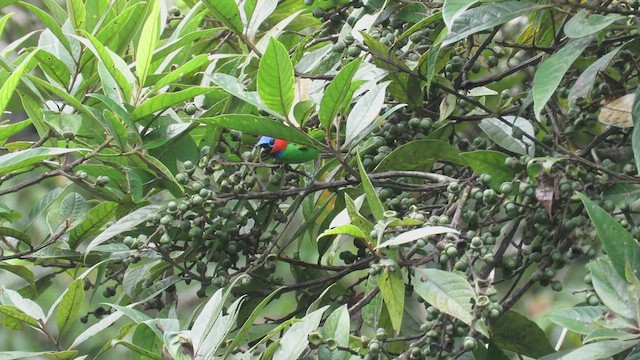 Red-necked Tanager - ML526215431