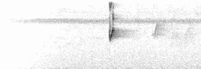  - Black-capped Pygmy-Tyrant