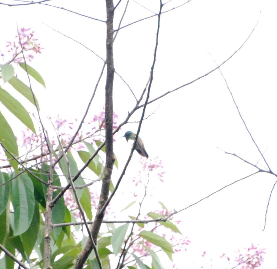 Snowy-bellied Hummingbird - Neil Wingert