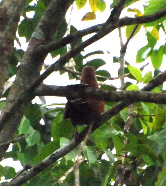 Squirrel Cuckoo - ML52622351