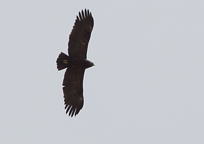 Greater Spotted Eagle - Sérgio Correia