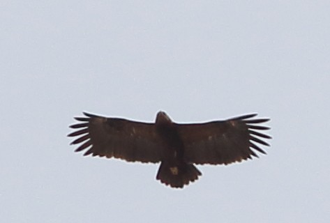 Greater Spotted Eagle - ML52622391