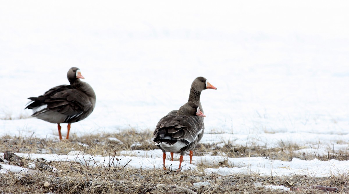 Greater White-fronted Goose - ML52622631