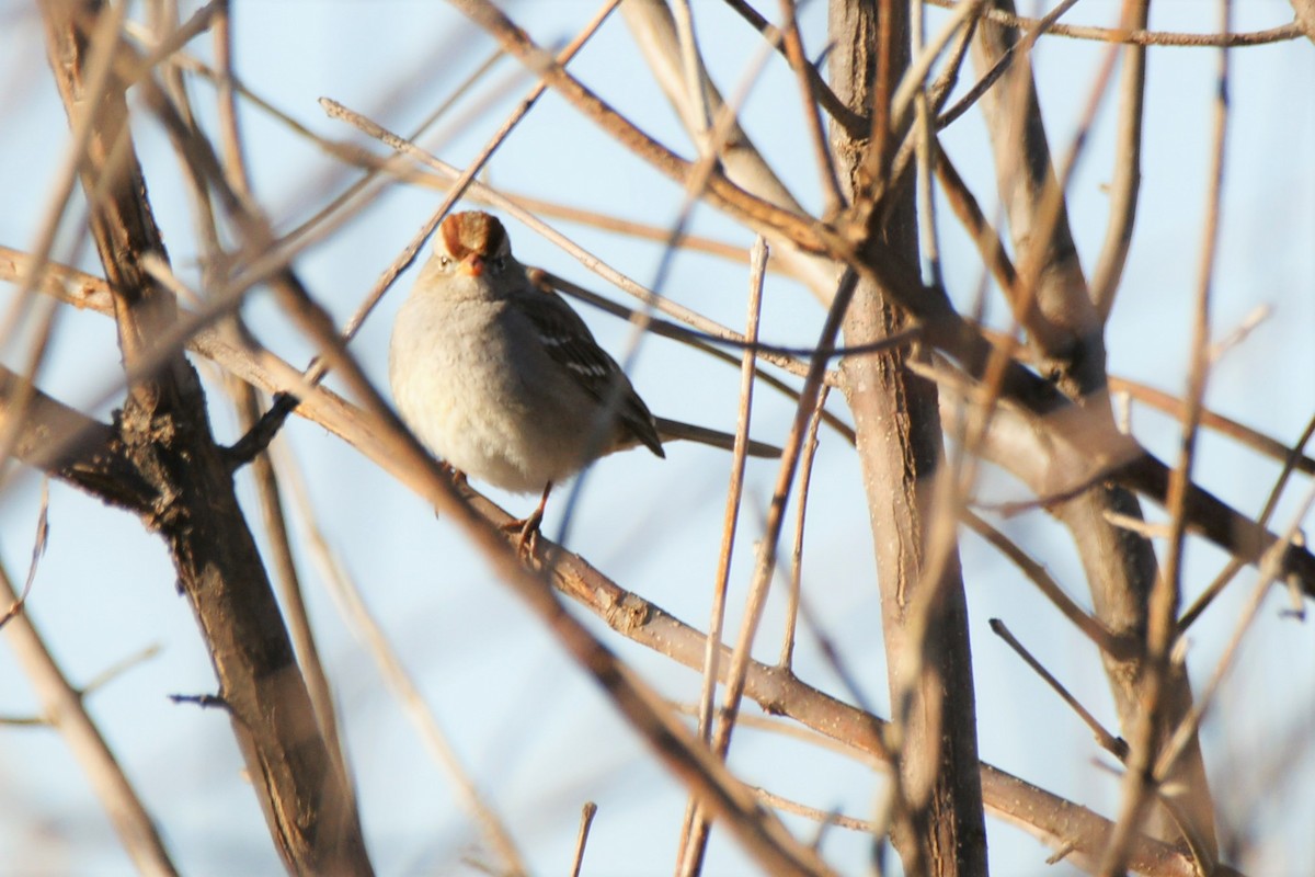 White-crowned Sparrow - ML526231931