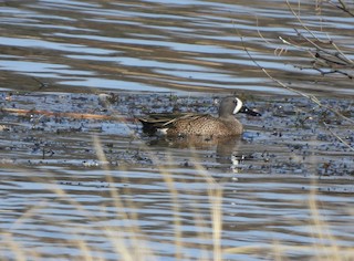 Blue-winged Teal, ML526232141