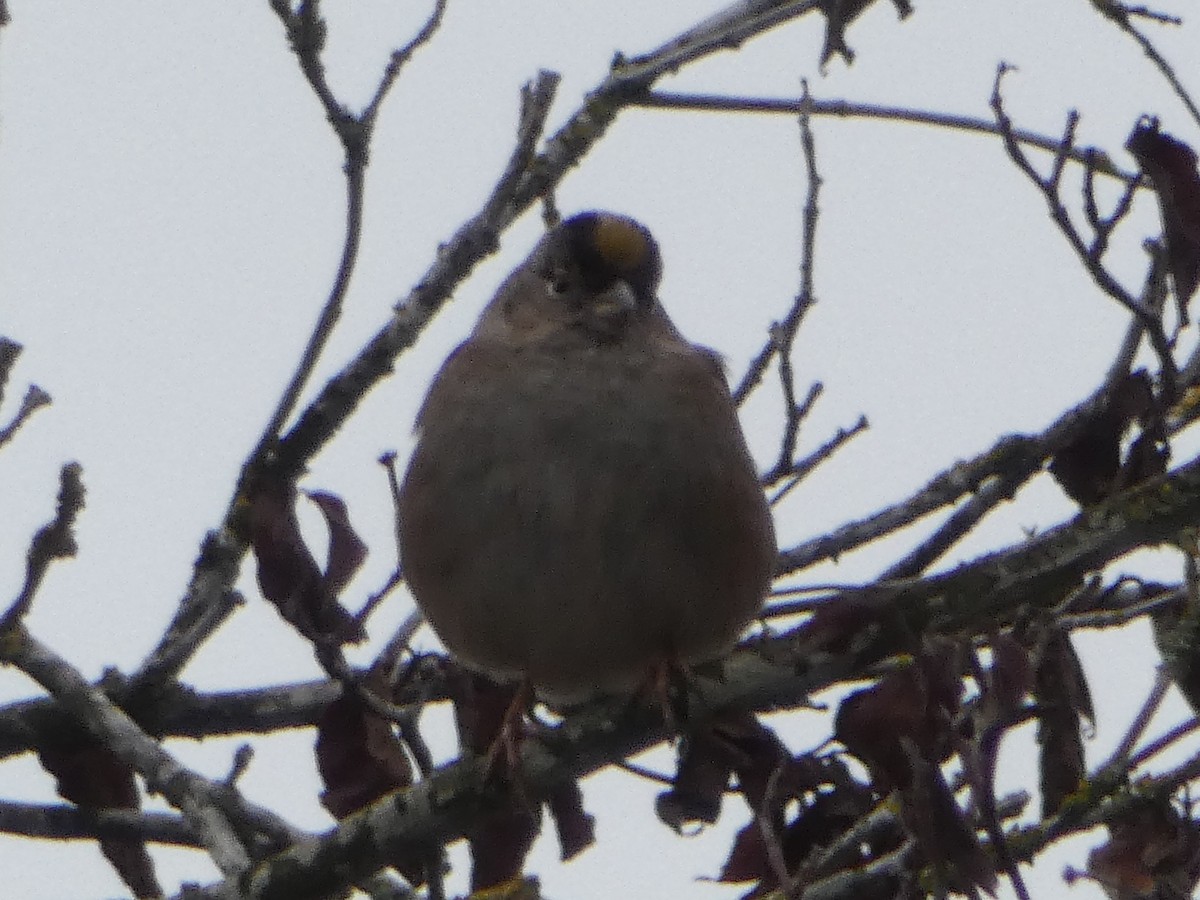Golden-crowned Sparrow - ML526234201
