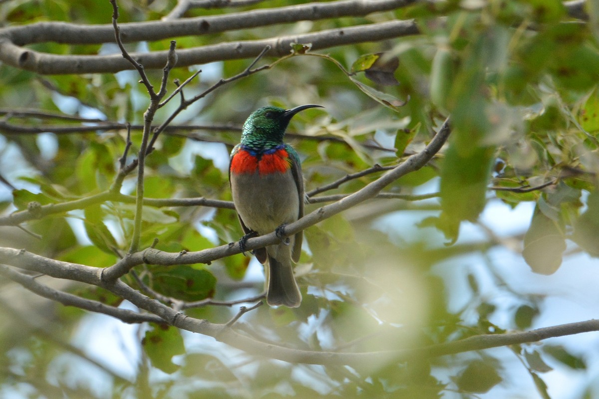 Eastern Miombo Sunbird - Daniel Engelbrecht - Birding Ecotours