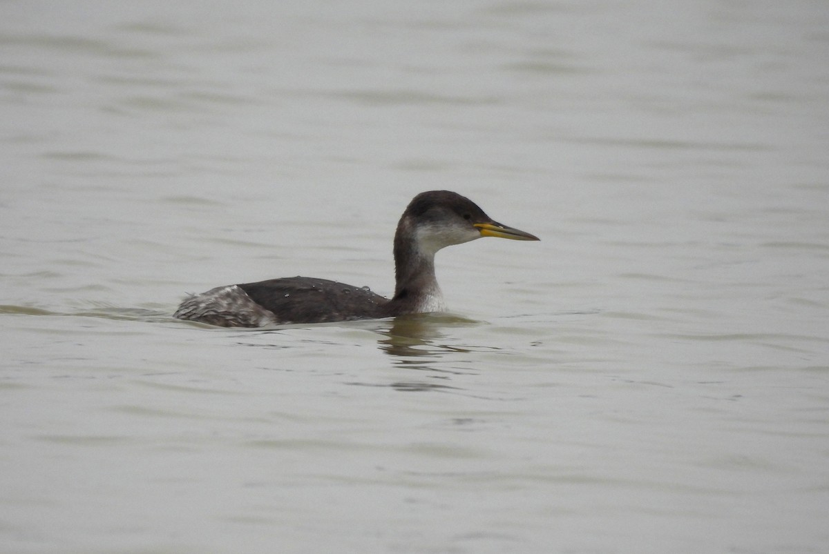 Red-necked Grebe - ML526238061