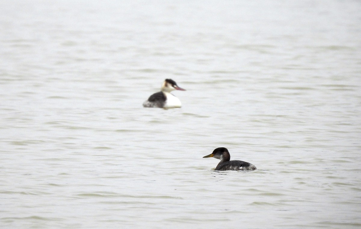 Red-necked Grebe - ML526238071