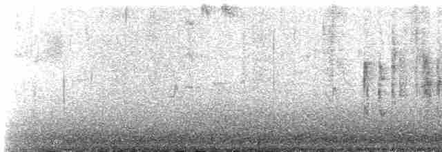 Marsh Wren (plesius Group) - ML526240181